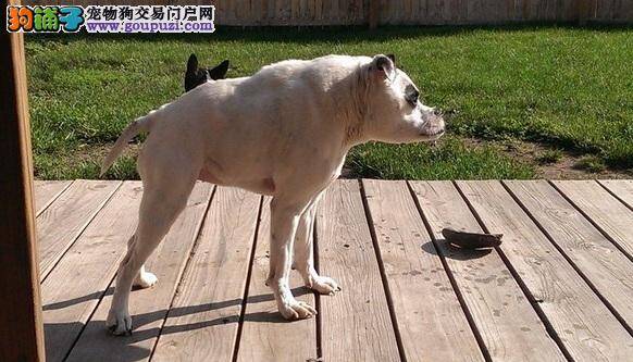 比特犬仿若怪狗，短脊症狗狗弓背粗脖