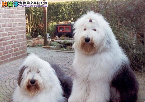 健康保健法&nbsp;&nbsp;治疗古代牧羊犬拉稀的两大方法