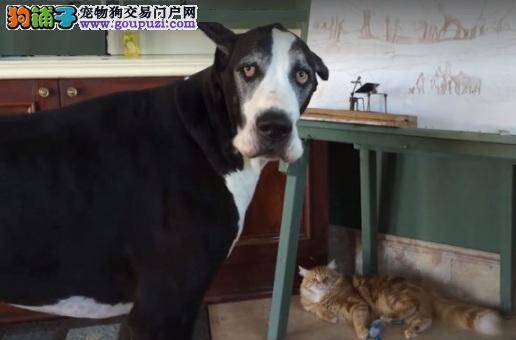 新伙伴加入！主人狂甩逗猫棒，狗狗一脸苦瓜