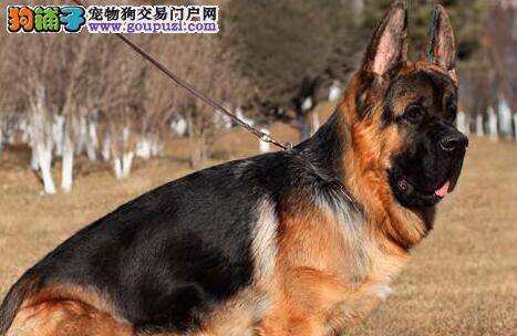 谁知道德国牧羊犬的前腿为什么抽搐