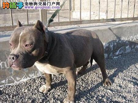 赶走危险 如何给比特犬一个安全的生活环境