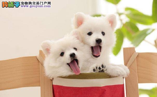 训练银狐犬乖巧听话的方法