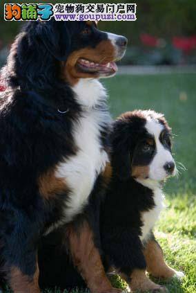 伯恩山犬不吃东西有方法解决吗