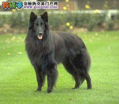 走进狗狗的内心 感受比利时牧羊犬丰富的语言