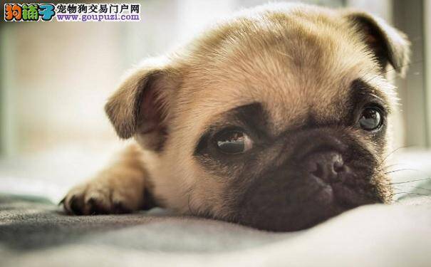 巴哥犬胃酸呕吐怎么办 了解巴哥犬呕吐的原因