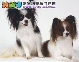 蝴蝶犬偷吃了一棵小葱不会有事吧