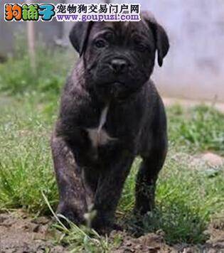 卡斯罗犬的分娩过程与诸多注意事项