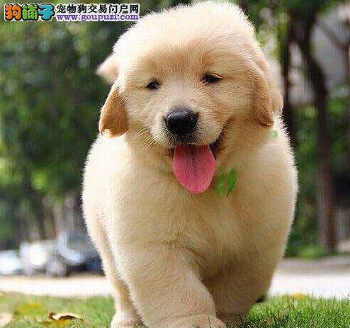 金毛犬身上出现很多皮屑是有皮肤病治疗