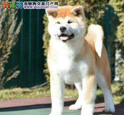 秋田犬没吃东西开始拉黄稀原因和处理办法