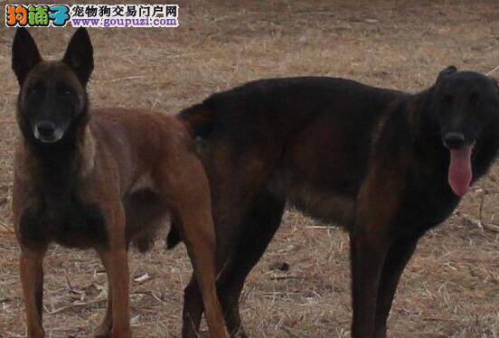 选只狗狗带回家 如何挑选到合适的马犬