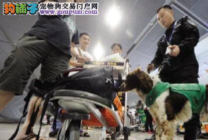 检疫犬亮相机场成明星 多次查获禁止进境物