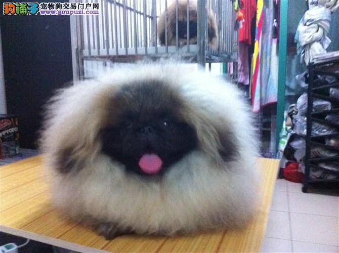 人感冒了会传染给家里的京巴狗吗