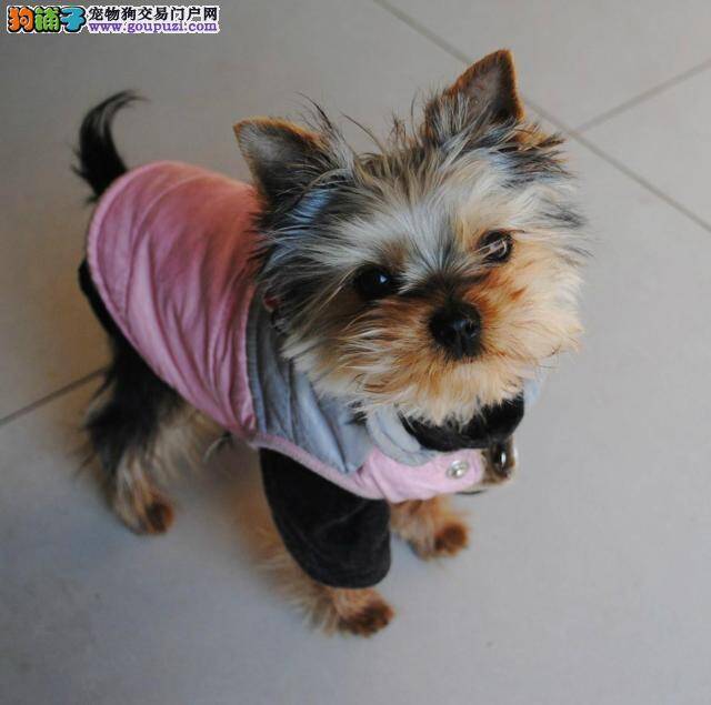 两个月的约克夏患上狗瘟怎么治疗才好