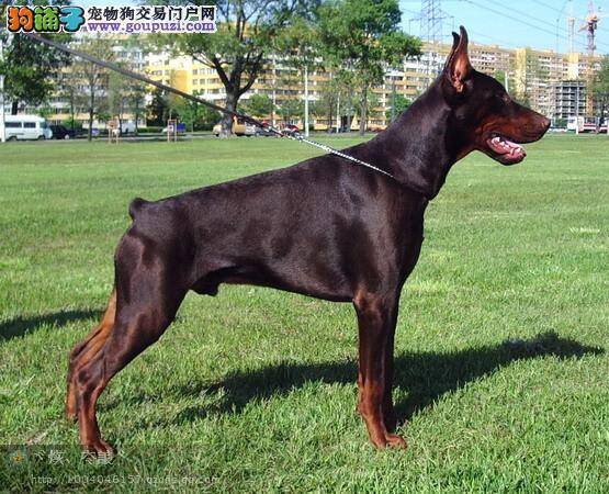 怎样有规律性的喂养杜宾犬