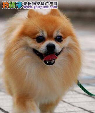 清水浴出美犬 介绍给博美犬洗澡的详细步骤