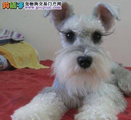 雪纳瑞疫苗后没精神，吐了正常吗