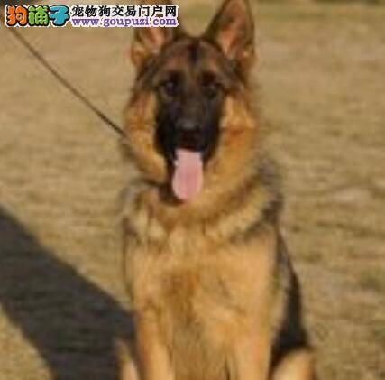 小知识 德国牧羊犬站不稳的原因及治疗方法