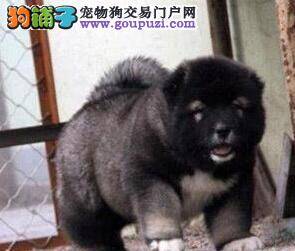 高加索犬耳朵上长小疙瘩是什么皮肤病 如何治疗