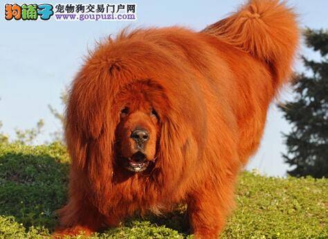 购买纯种藏獒要注意检查好哪些方面的特点