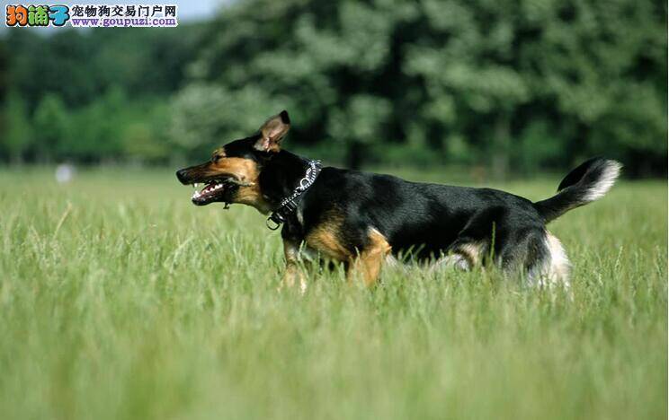 教你分辨狼狗和德国牧羊犬不同之处