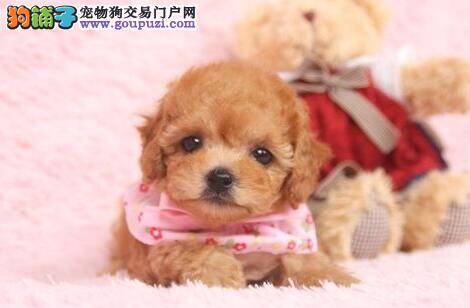 泰迪犬一只眼睛红肿有眼屎是怎么回事