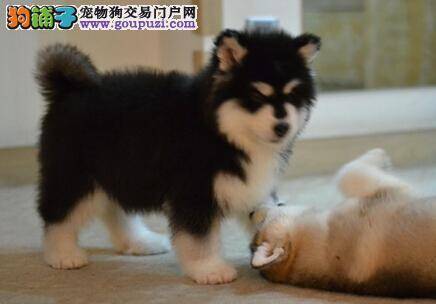 狗狗绝育好处多 论给阿拉斯加雪橇犬做绝育手术的优点