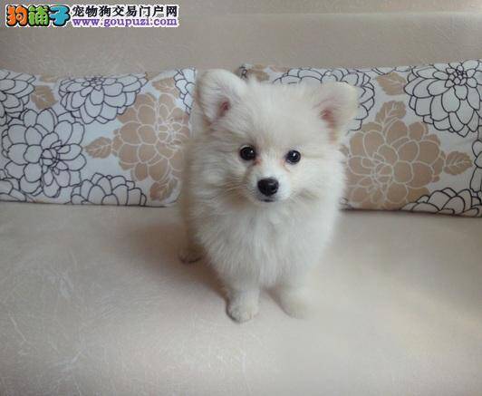 银狐犬不爱吃狗粮的原因
