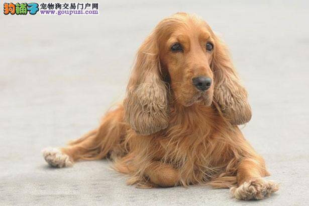 【可卡犬介绍】可卡犬怎么看纯不纯（FCI标准）