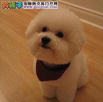 不再苦恼 怎么让衣服不粘狗毛