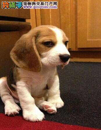 刚买回家的比格犬趴着不动是怎么了