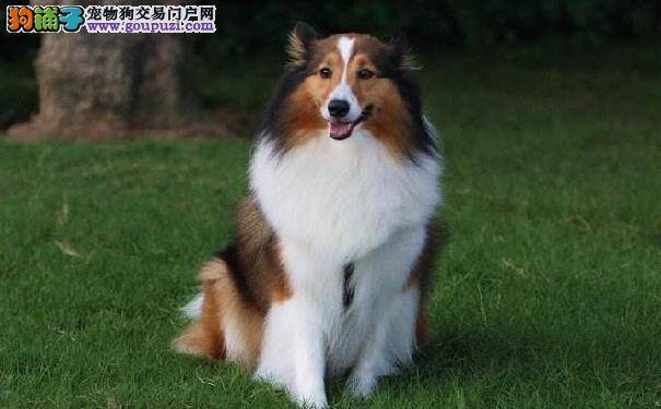 饲养喜乐蒂牧羊犬前需要准备什么 准备饲养喜乐蒂必读