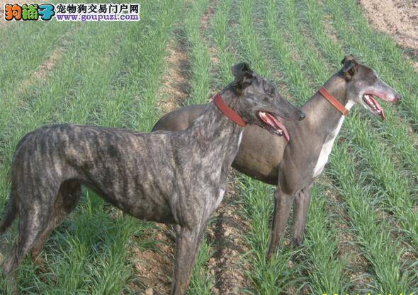 全套饲养知识 格力犬的饲养方式和禁忌有哪些内容