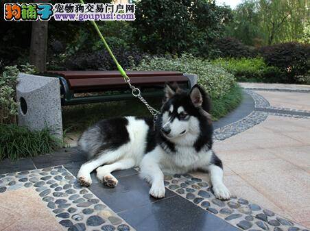 最理想的交配时间 阿拉斯加犬什么时候繁衍生息最好