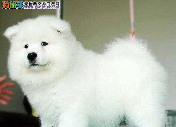 萨摩耶呕吐拉稀带血是怎么了
