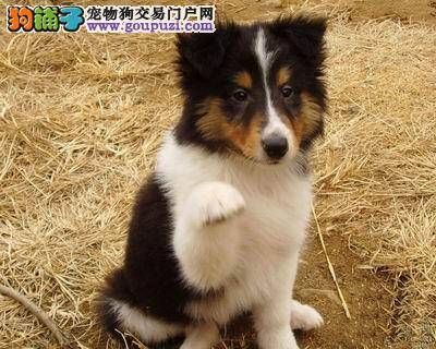 我家苏格兰牧羊犬精神不好，总吐是什么情况