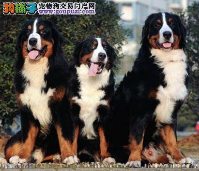 完美适应室内生活的大型犬——伯恩山