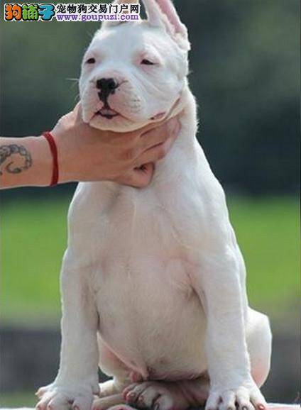 求解 杜高犬的腿不停的发抖是为什么