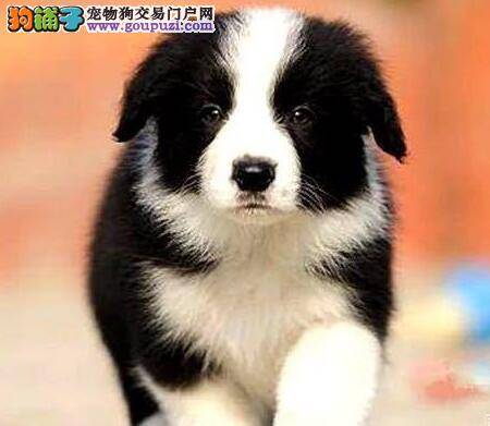 怀孕期间的边境牧羊犬可以吃苹果吗