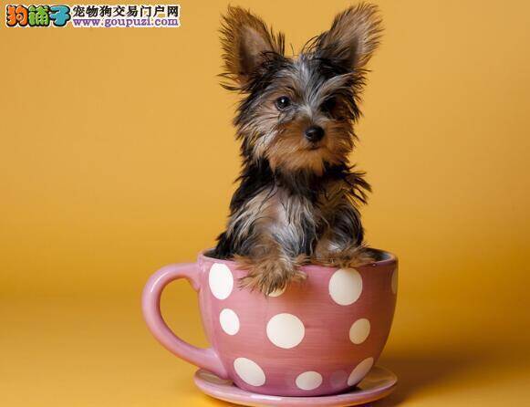 分辨茶杯犬不能吃的食物都有哪些种类