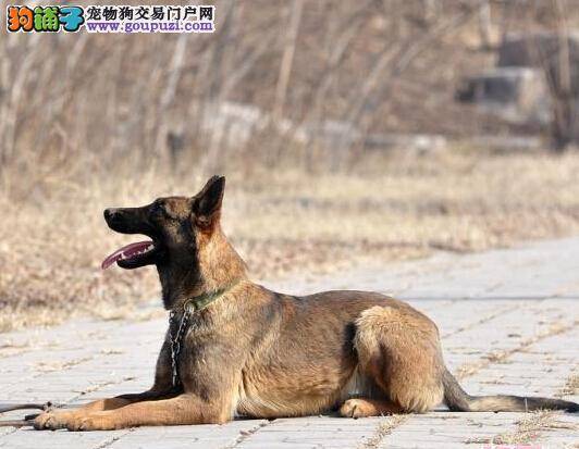 听觉与感应能力 马犬的听觉有哪些特点和作用