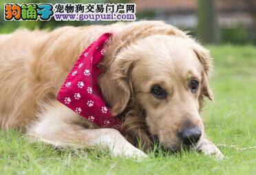 让金毛犬科学快速减肥 一辈子不复胖