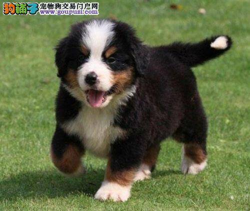 伯恩山犬掉毛的重要原因分析