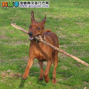 对号入座 判断小鹿犬非正常掉毛的原因