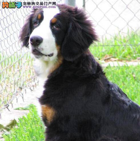 毛发养护经验座谈会 讲解怎样护理伯恩山犬的毛发