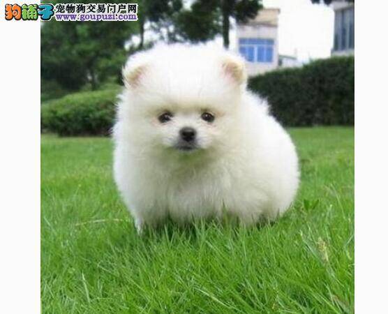 博美犬千万不要喂食糖果严重会危害生命