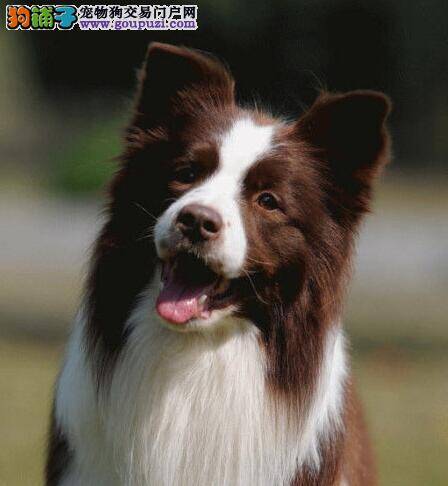 关于边境牧羊犬的购买有何建议