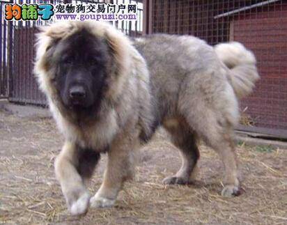 了解狗狗健康特征 让你购买到身体倍儿棒的高加索犬