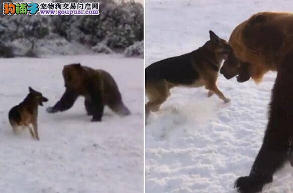 摄影师抓拍狗狗与巨熊玩耍时的温柔瞬间