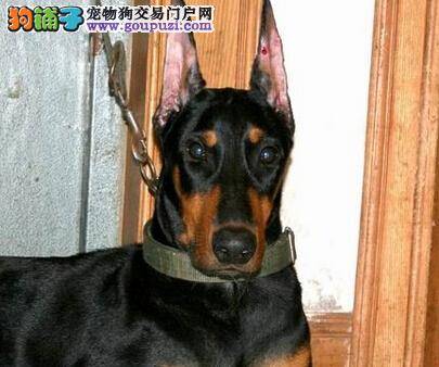 抓住杜宾犬排泄前的信号 成功养成文明如厕好习惯