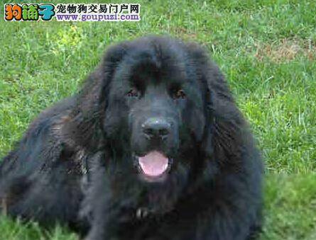 宠物指南 了解训练原则轻松调教纽芬兰犬